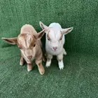 ماعز قزم جوز امريكي تشيكي