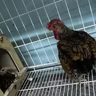 دجاج سبرايت زوج راجنه عل البيض