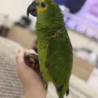 ببغاء امزوني للبيع