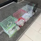 روز هدد متبقي واحد البينو