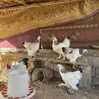 دجاج براهما كولمبي اصل كونك ( بياض )