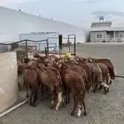 سواكن دفيع حمري صنف دفيع العدد19