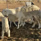 غنم ولد حرش كفو