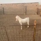 طريق المدينه