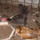 للبيع دجاج و فروخ