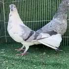 حمام شامي نوري