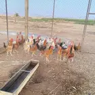 اللبيع ديكه