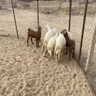 بهم