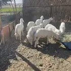 خرفان للبيع في بيشة