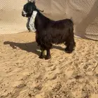 عرض بيع جذع عارضي صنف