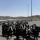 معزا عوارض أصيله دفيع 22 بفحلها