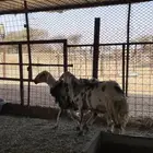 رخال ثنوات دفيع شرط سونار