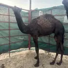 للبيع قعود مجهم