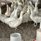 بط بكيني للبيع بصحة ممتازه