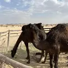 حشوان للبيع