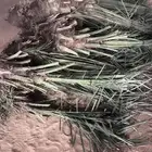 حيش نخل سلج