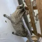 قط بريطاني مميز أليف للتبني