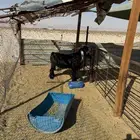 تيس فحل عارضي