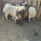 خرفان نعيم اضاحي