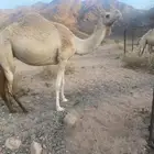 ناقه حره متلى