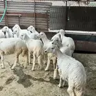 للبيع خرفان ورخال