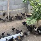 للبيع صوص
