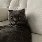 سكوتش ستريت تبني