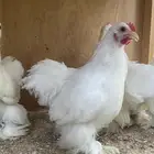كوشن ابيض