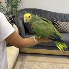 دبل هد فرخ