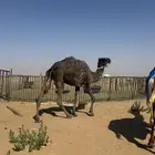 رحول ركبي للبيع