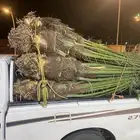 نخل البيع مثمر توصيل جميع المنطق عفيف ضلم خرمه رنيه