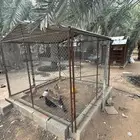 شبك