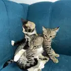 قطط