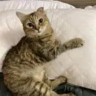 للتبني قطة معقمة