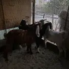 تيوس