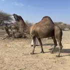 جمل احمر ادهم مشروط