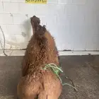لباني شرط وتعالى وجرب