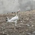 دجاج باكستاني