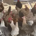 دجاج للبيع