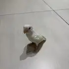 روز البينو للبيع