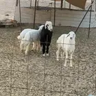 هرافى حريات ونجدي