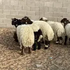 بهم نعيم العمر فوق 6شهور