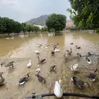 للبيع وز