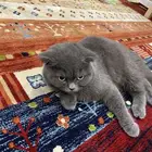 بس لتبني يحب اللعب ويحب كل حاجة