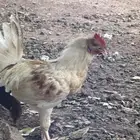 ديكه للبيع