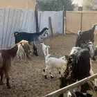 4 معزا يتبعها 7
