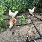 ديوك لوهمان براون