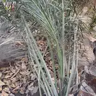 فسيل غر