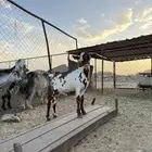 مشروع فحل