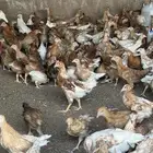 صوص تركي